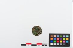 Foto von Bronzenietkopf (NHMW-PRAE-024216)